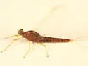 Eurylophella temporalis