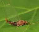 Eurylophella temporalis - photo 2