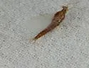 Eurylophella temporalis - photo 3