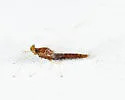 Eurylophella temporalis - photo 4