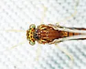 Eurylophella temporalis - photo 5