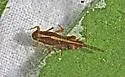Eurylophella verisimilis