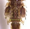 Eurylophella verisimilis - photo 4