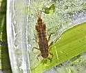 Eurylophella verisimilis - photo 5