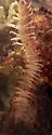 Eurymerodesmus melacis - photo 3