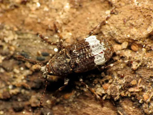 Eurymycter fasciatus - photo 2