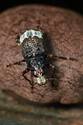 Eurymycter fasciatus - photo 4