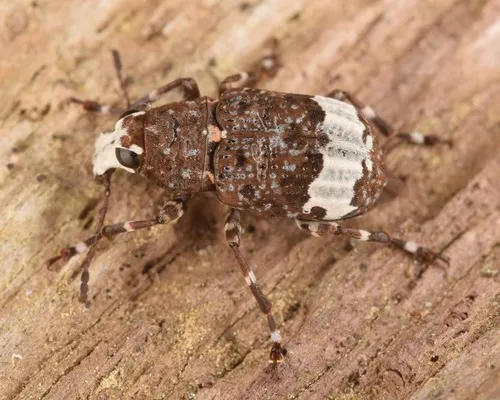 Eurymycter fasciatus - photo 5