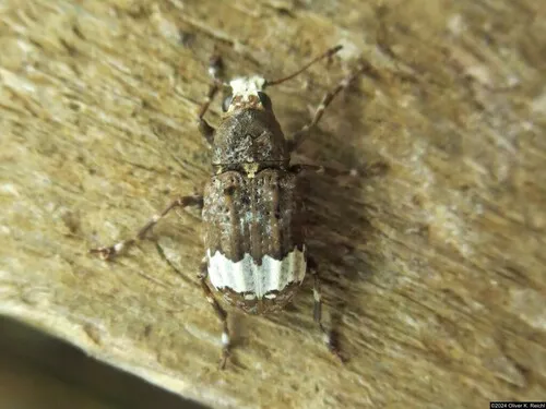 Eurymycter tricarinatus