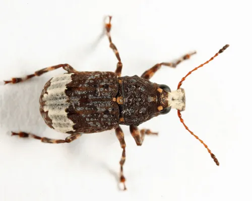 Eurymycter tricarinatus - photo 2