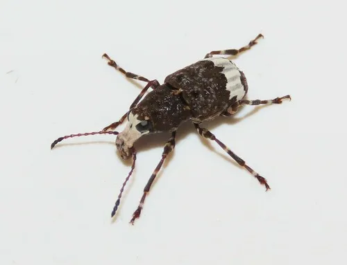 Eurymycter tricarinatus - photo 4