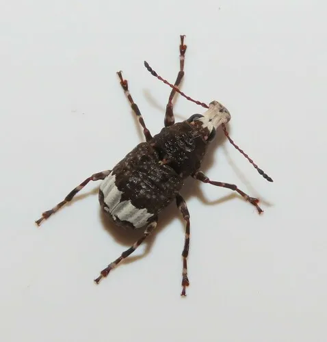 Eurymycter tricarinatus - photo 6