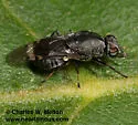 Euryneura propinqua