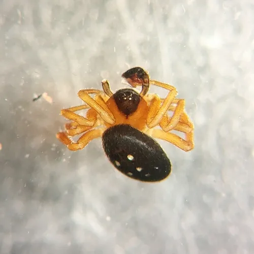 Silver Cobweb Weaver