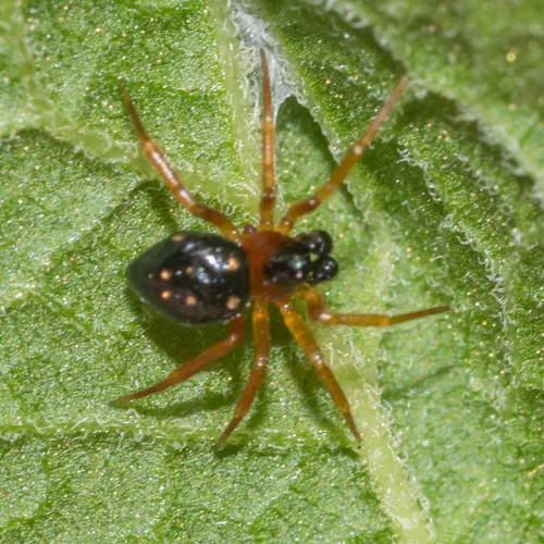 Silver Cobweb Weaver - photo 2