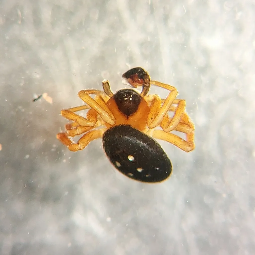 Silver Cobweb Weaver - photo 3