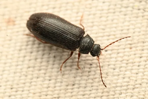 Eurypogon californicus - photo 2