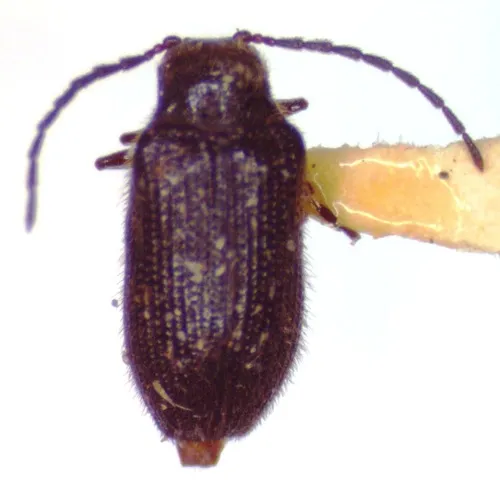 Eurypogon harrisii 0