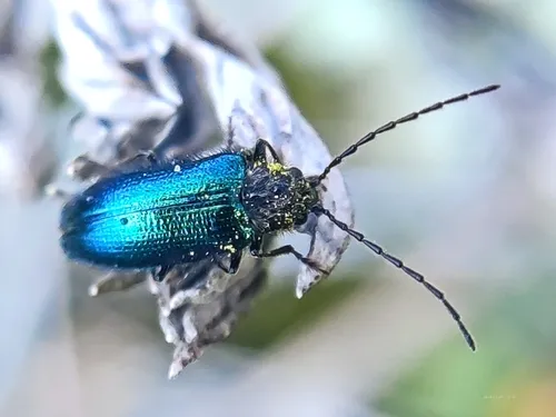 Eurypogon jaechi