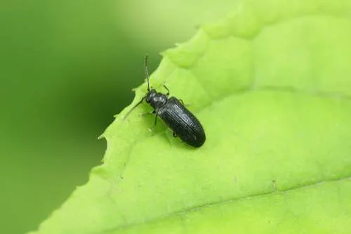 Eurypogon japonicus
