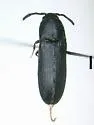 Euryptychus arizonicus