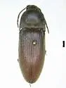 Euryptychus ulkei
