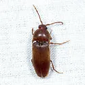 Euryptychus ulkei - photo 2