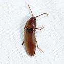 Euryptychus ulkei - photo 3