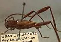 Euryscelis suturalis - photo 2