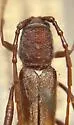 Euryscelis suturalis - photo 3