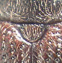 Eurysphindus hirtus - photo 3