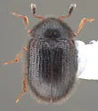 Eurysphindus hirtus - photo 4