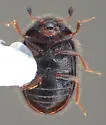 Eurysphindus hirtus - photo 5