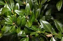 Boxwood spider mite