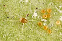 Boxwood spider mite - photo 2