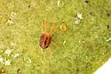 Boxwood spider mite - photo 3