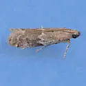 Eurythmia angulella - Hodges#6032