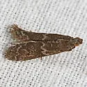 Eurythmia angulella - Hodges#6032 - photo 2
