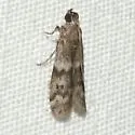 Eurythmia angulella - Hodges#6032 - photo 3