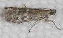 Eurythmia angulella - Hodges#6032 - photo 4