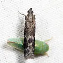 Eurythmia angulella - Hodges#6032 - photo 5