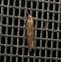 Eurythmia hospitella - Hodges#6031