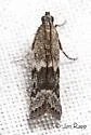 Eurythmia hospitella - Hodges#6031 - photo 4