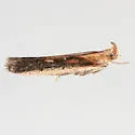 Eurythmidia ignidorsella - Hodges#5927 - photo 2