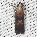Eurythmidia ignidorsella - Hodges#5927 - photo 3