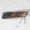 Eurythmidia ignidorsella - Hodges#5927 - photo 4