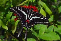 Dark Kite-Swallowtail - Hodges#4185