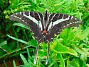 Dark Kite-Swallowtail - Hodges#4185 - photo 2