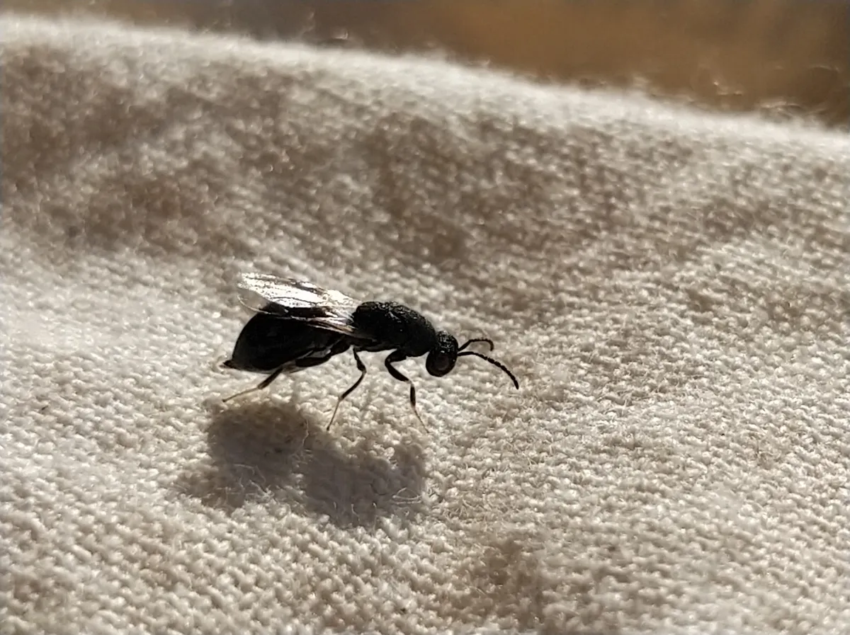 Eurytoma amygdali - photo 3