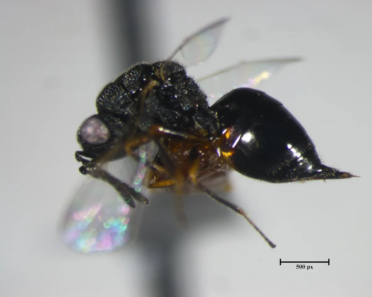 Eurytoma discordans